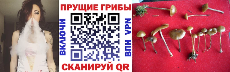 закладка  Плавск  Псилоцибиновые грибы GOLDEN TEACHER 